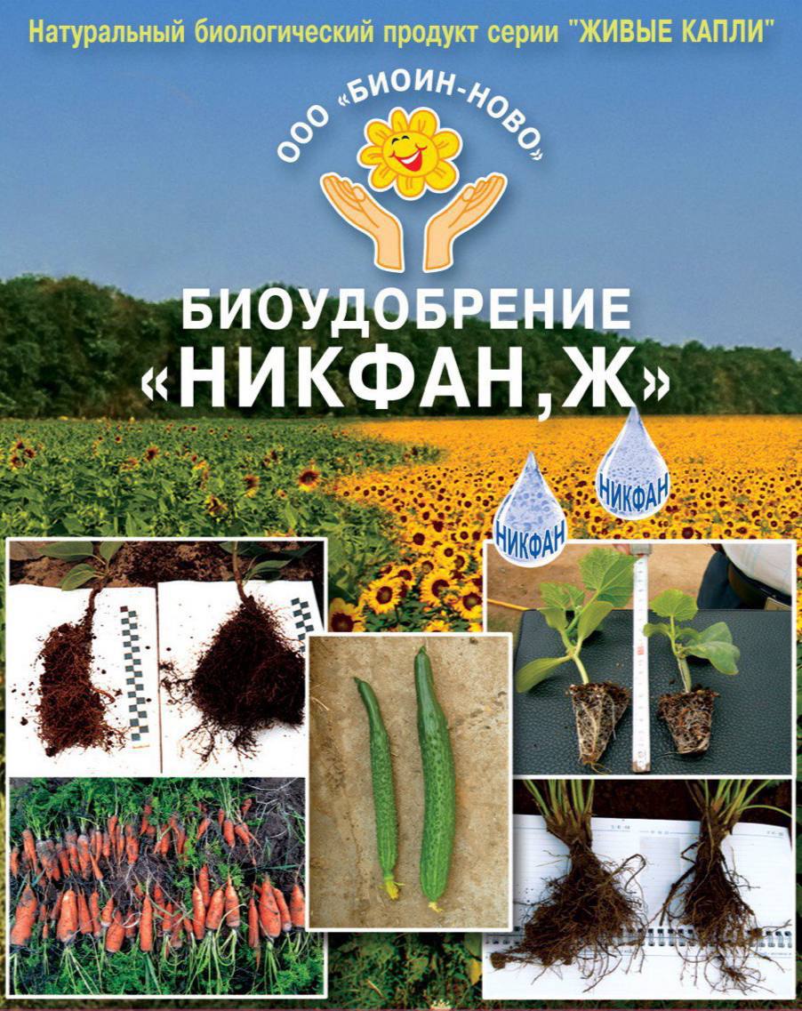 фото из статьи